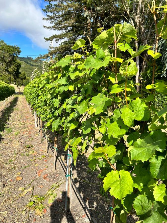The Gables Wine Country Inn Santa Rosa Buitenkant foto